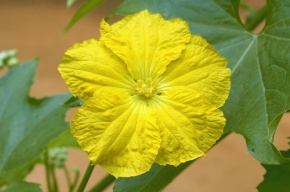 ヘチマ | Corvet Photo Agency