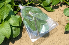 蒸散実験 Corvet Photo Agency