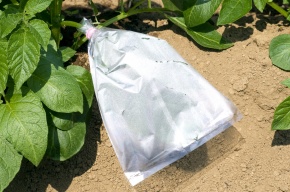 蒸散実験 Corvet Photo Agency