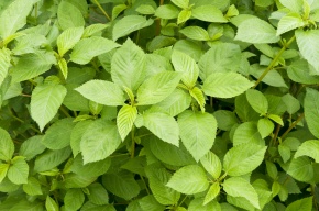 シマツナソ4世 ツナソ属 | Corvet Photo Agency