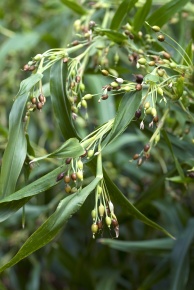 ジュズダマ属 Corvet Photo Agency