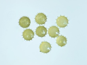 乾燥花粉 Corvet Photo Agency