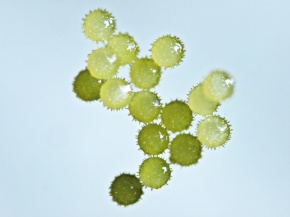 乾燥花粉 Corvet Photo Agency