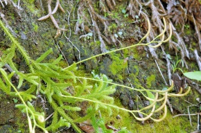 ヒカゲノカズラ目 | Corvet Photo Agency