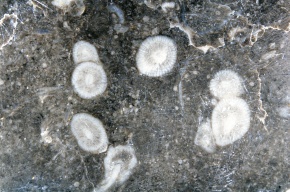 化石 | Corvet Photo Agency