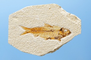 化石 Corvet Photo Agency