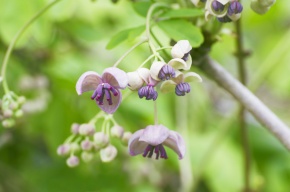 アケビ属 | Corvet Photo Agency