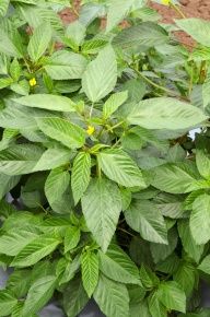 ツナソ属 | Corvet Photo Agency