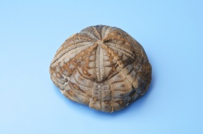 新生代 | Corvet Photo Agency