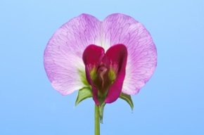 花の分解 Corvet Photo Agency 花の分解 Corvet Photo Agency