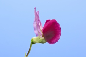 花の分解 Corvet Photo Agency 花の分解 Corvet Photo Agency