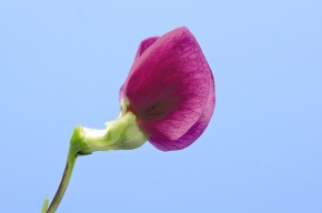花の分解 Corvet Photo Agency 花の分解 Corvet Photo Agency