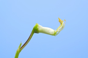 花の分解 Corvet Photo Agency 花の分解 Corvet Photo Agency