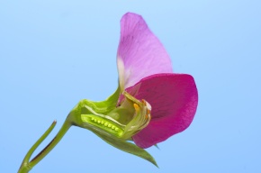 花断面 Corvet Photo Agency