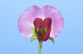 花のつくり Corvet Photo Agency