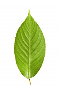 葉さま Amazon.co.jp: ゼクス Z/X E29-056 【暁星】の輝き プリズム (BR