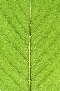 葉脈 Corvet Photo Agency