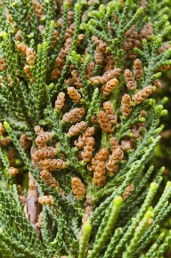 ビャクシン属 | Corvet Photo Agency