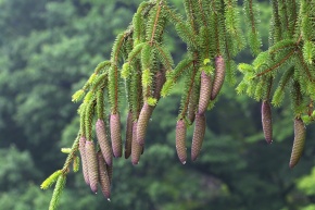 picea　retroflexa　中国　トウヒ　針葉樹 picea retroflexa 中国 トウヒ 針葉樹