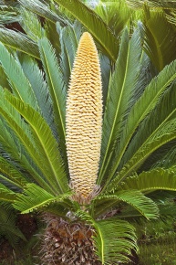 Selection Corvet Photo Agency