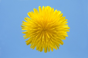 タンポポ属 | Corvet Photo Agency