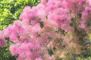 ハグマノキ属 Corvet Photo Agency