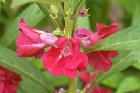 Impatiens Corvet Photo Agency
