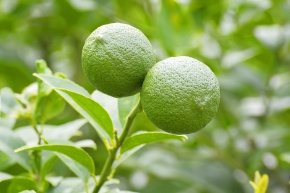 ミカン属 | Corvet Photo Agency