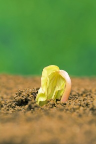 ロメオ種子 発芽 参考画像 発芽 | Corvet Photo Agency