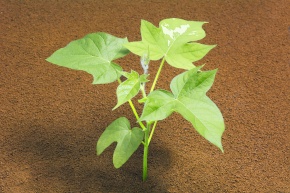 本葉 Corvet Photo Agency