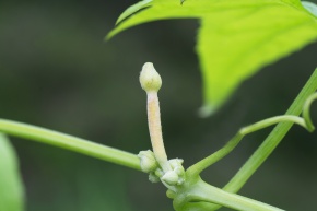 ヘチマ属 | Corvet Photo Agency