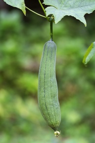 ワタコル(ヘチマ) ヘチマ属 | Corvet Photo Agency