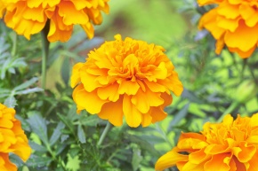 個体の成り立ち Corvet Photo Agency 個体の成り立ち Corvet Photo Agency