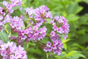 トコシエコウの花畑 トコシエコウは不変の花（7/23更新） : 奈落読取図~メイドイン