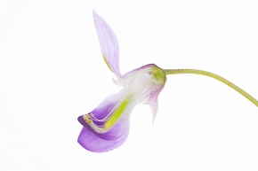 花の分解 Corvet Photo Agency 花の分解 Corvet Photo Agency