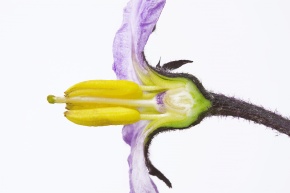 花の断面 | Corvet Photo Agency