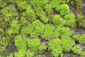 ウリゴケ属 | Corvet Photo Agency