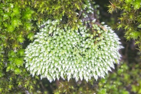 ハリガネゴケ科 | Corvet Photo Agency