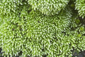 ライアン　ホソウリゴケ Kotobukiya - ZOIDS LIGHTNING SAIX Irvine Special 2000 -Recolor- 1