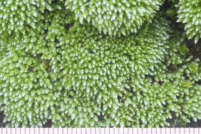 ライアン　ホソウリゴケ hib058677s_b2.jpg