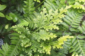 ヒカゲノカズラ植物門 | Corvet Photo Agency