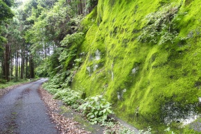 コケ植物門 | Corvet Photo Agency