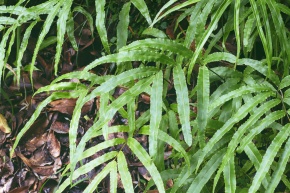 ミニ　イノモトソウ　４株 楽天市場】ニッソー バイオフィルター30（青パケ） 30cm