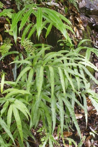 ミニ　イノモトソウ　４株 イノモトソウ属 | Corvet Photo Agency