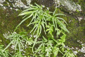 イノモトソウ属 | Corvet Photo Agency