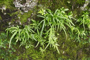 イノモトソウ科 | Corvet Photo Agency