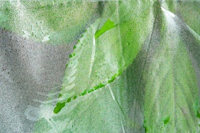 蒸散実験 Corvet Photo Agency