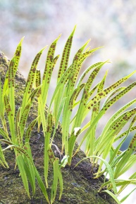 胞子嚢 | Corvet Photo Agency