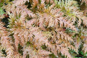 ヒカゲノカズラ植物門 | Corvet Photo Agency