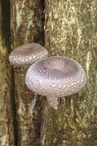 シイタケ属 | Corvet Photo Agency